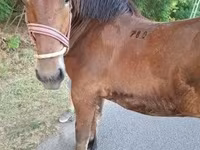 Horse (M), Horses — photo 1