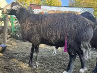 Koç, Edilbay sheep — foto 1