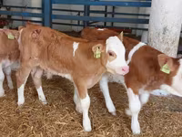 گاو نر, Simmental cattle — عکس 4