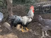 Chickens — รูปภาพ 4