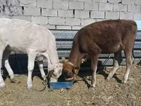 Mucca, Razza Alataus — foto 2