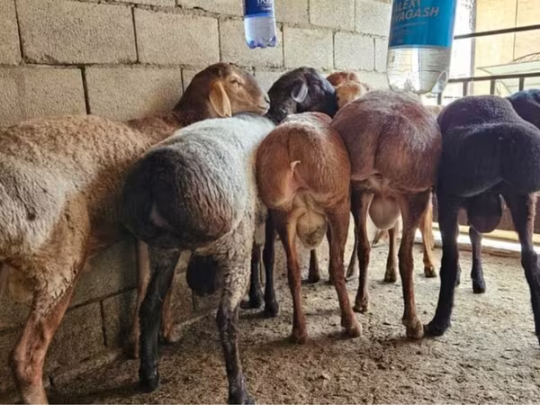 قوچ, گوسفند