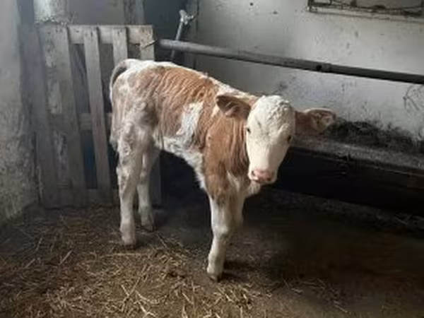 Bulle, Simmental cattle