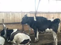 Krava, Swiss cattle — foto 2