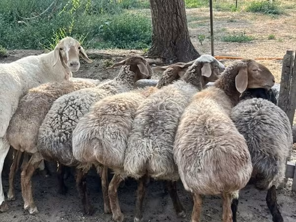 Pecora, Pecore — Kirghizistan