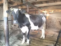 Vacă, Russian Black pied cattle — foto 1