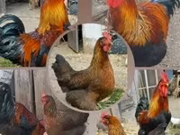 Chickens — عکس 1