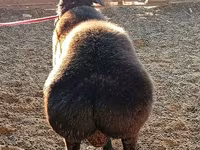 Beran, Arashan sheep — foto 6