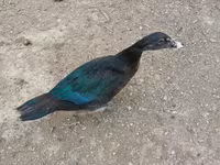 Muscovy domestica — foto 8