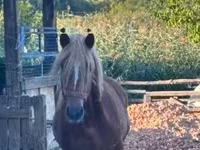 Faras, Horses — sawirka 2