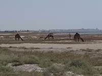 شتر ماده, Kazakh Bactrian camel — عکس 5