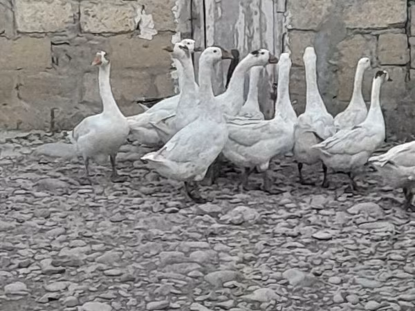 Geese