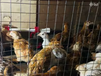 Chickens — fotografija 1