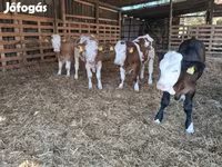 วัวตัวผู้, Simmental cattle — รูปภาพ 6