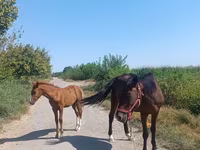 Klisna, Koně — foto 3