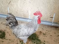 Chickens — Foto 5