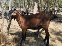 Mbuzi jike, Nubian Goat — picha 1