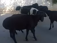 قوچ, گوسفند — عکس 4