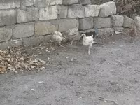 Chickens — รูปภาพ 2