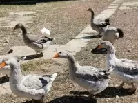 Geese — foto 2