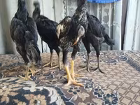 Chickens — 照片 7
