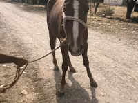 Hingst, Heste — foto 2