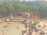 Ducks — foto 4