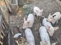 Pigs (batch, sex not specified) — photo 2