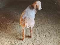 Kambing jantan, Arashan sheep — foto 5