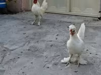 Chickens — عکس 4