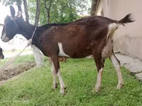 თხა, Alpine goat — ფოტო 3
