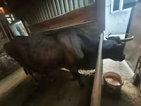 Krava, Latvian Blue cattle — foto 1