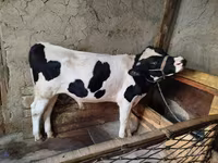 Tyre, Russian Black pied cattle — foto 4