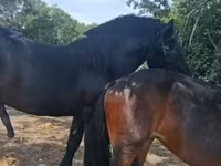 Stute, Friesian — Foto 1