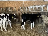 Бик, Russian Black pied cattle — фото 6