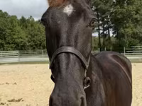 Kuda betina, Percheron — foto 3
