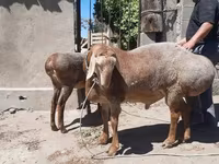 Montone, Arashan sheep — foto 1