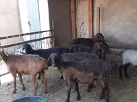 قوچ, گوسفند — عکس 1