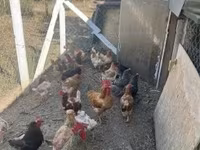 Chickens — फ़ोटो 3