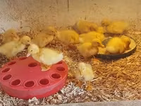 Chickens — zdjęcie 6