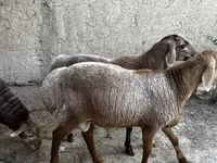 مینڈھا, بھیڑیں — تصویر 5