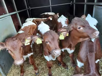 گاو نر, Simmental cattle — عکس 2