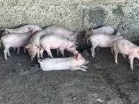 خنزير ذكر, الخنازير — الصورة 2