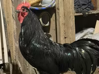 Chickens — foto 2