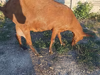 بز ماده, Alpine goat — عکس 1