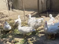 Ducks — عکس 5