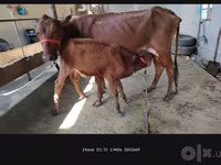 Mucca, Bovini — foto 3