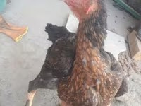 براهما — عکس 3