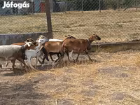 میش, Cameroon sheep — عکس 5