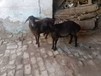 بز نر, بز — عکس 5